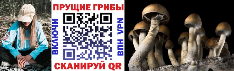 Галлюциногенные грибы Magic Shrooms  наркота  Макаров 